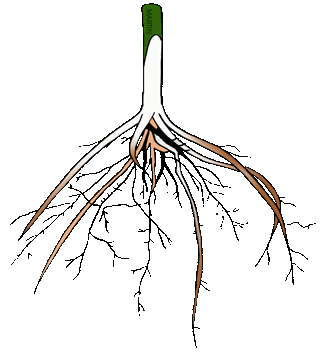 Plant With Roots Clipart | Free download on ClipArtMag