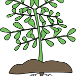 150x150 Plant Images Free Free Download Clip Art Free Clip Art On Plant