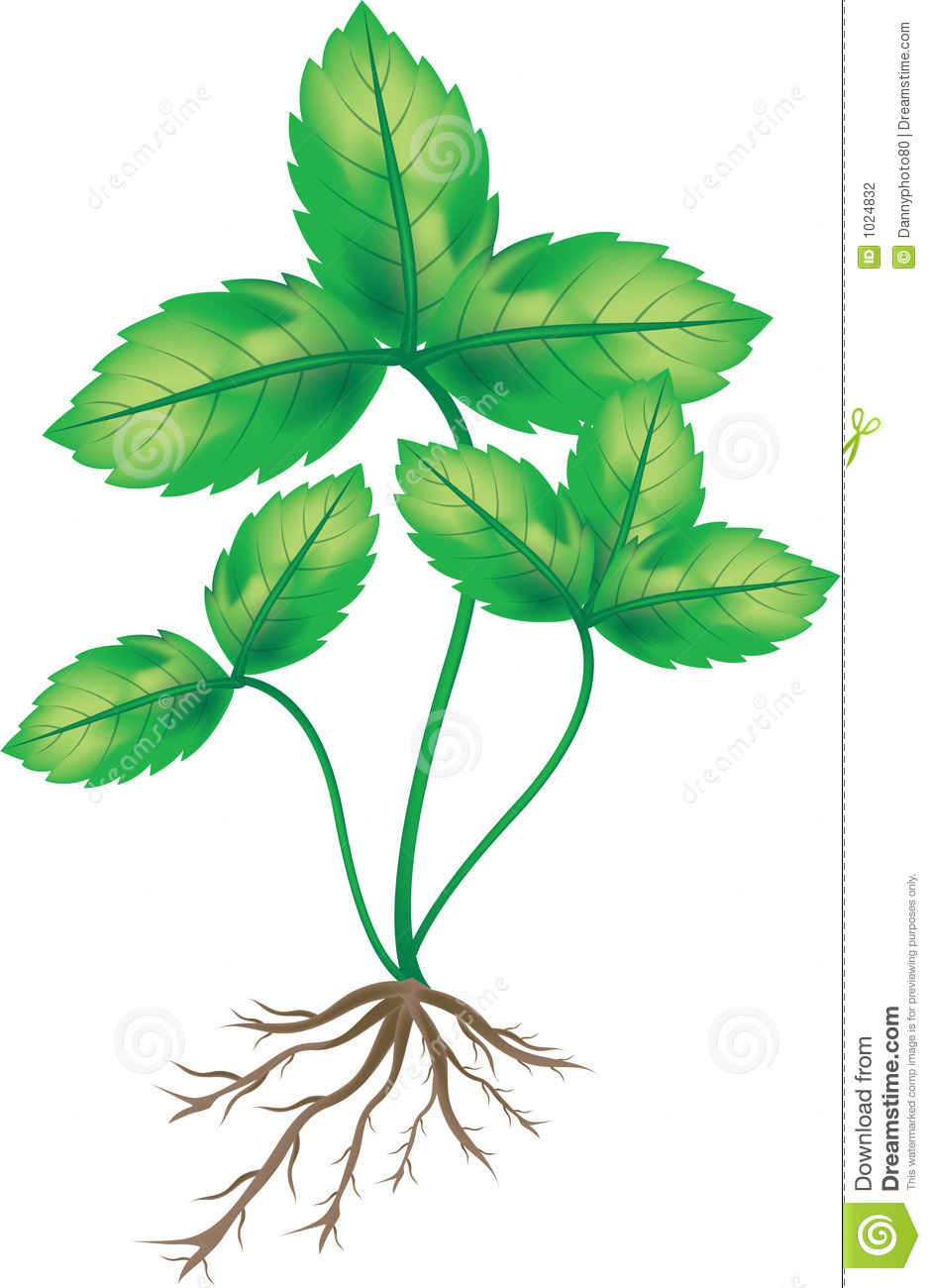 Plant With Roots Clipart | Free download on ClipArtMag