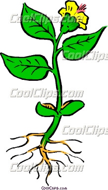 218x383 Plant Clipart Root