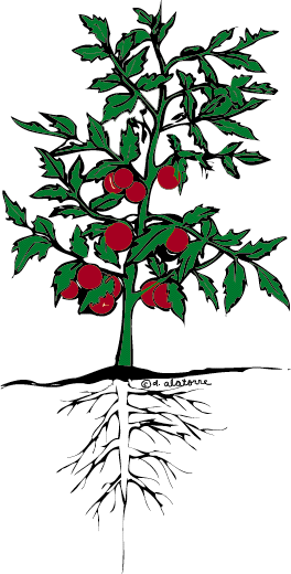 264x520 Roots Clipart Tomato Plant