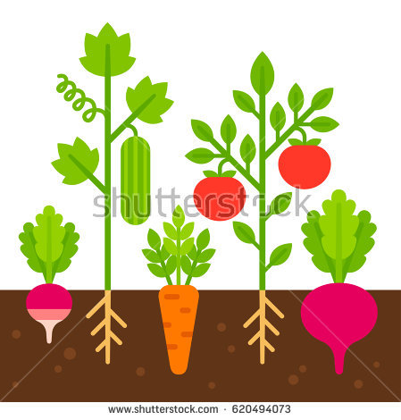 449x470 Roots Clipart Vegetable Plant