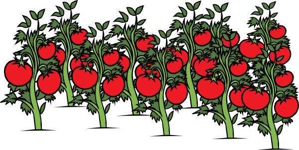 600x302 Tomato Clipart Different Kind Plant