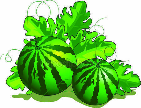 450x344 Watermelon Clipart Plantation