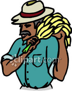 237x300 Banana Plantation Clipart