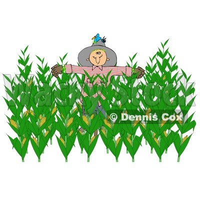 400x400 Corn Clipart Corn Field