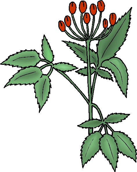 472x589 Parts Of A Plant Clipart Free Images 5