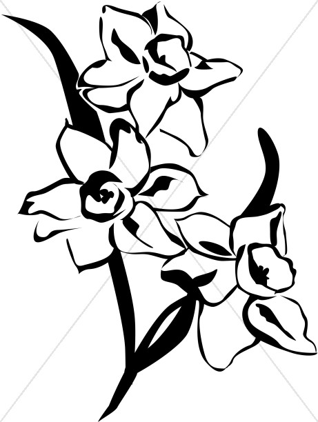 461x612 Spring Daffodils Black And White Church Flower Clipart