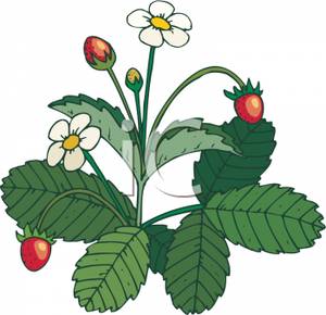 300x290 Flower Plants Clipart