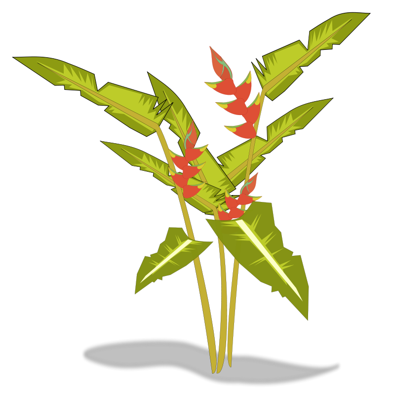 800x800 Free Heliconia Clip Art
