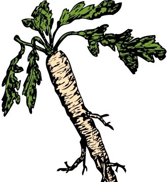 329x357 Salsify Food Plants Root Clip Art Free Vector In Open Office