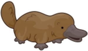 300x174 Platypus Free Images