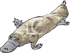 300x228 Platypus Clip Art Images
