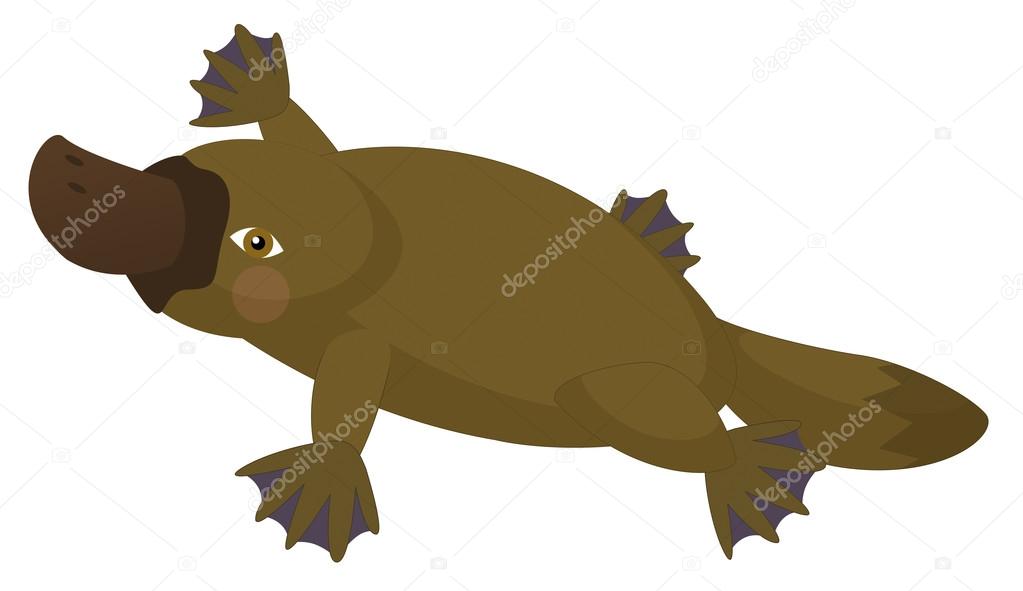 1023x591 Platypus Stock Photos, Royalty Free Platypus Images