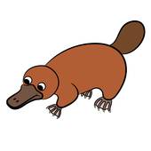 170x170 Royalty Free Platypus Clip Art