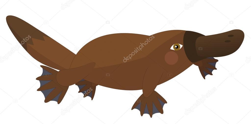 1024x507 Platypus Stock Photos, Royalty Free Platypus Images