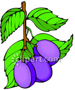 250x300 Plums Growing On A Tree
