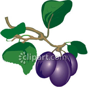 300x298 Plums In A Tree