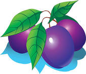 170x146 Clip Art Of Plums. K6663556