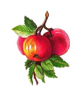 Plums Clipart