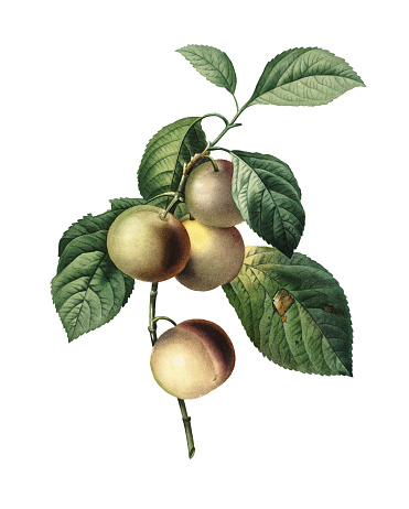 371x462 Greengage Clipart