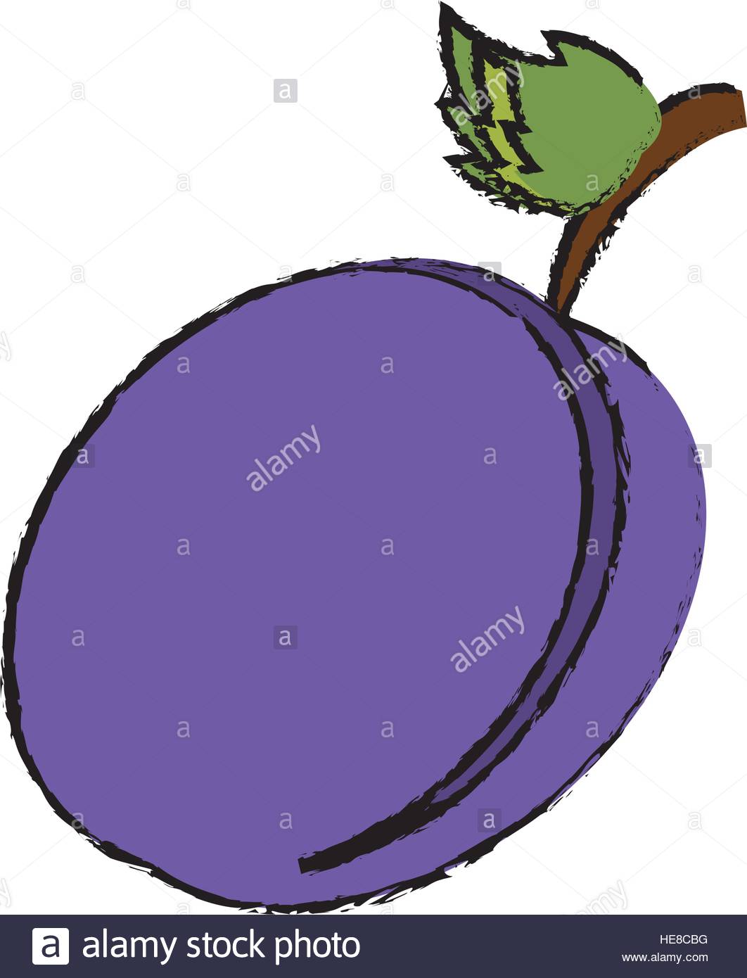 1062x1390 Drawing Plum Organic Fruit Stock Vector Art Amp Illustration, Vector