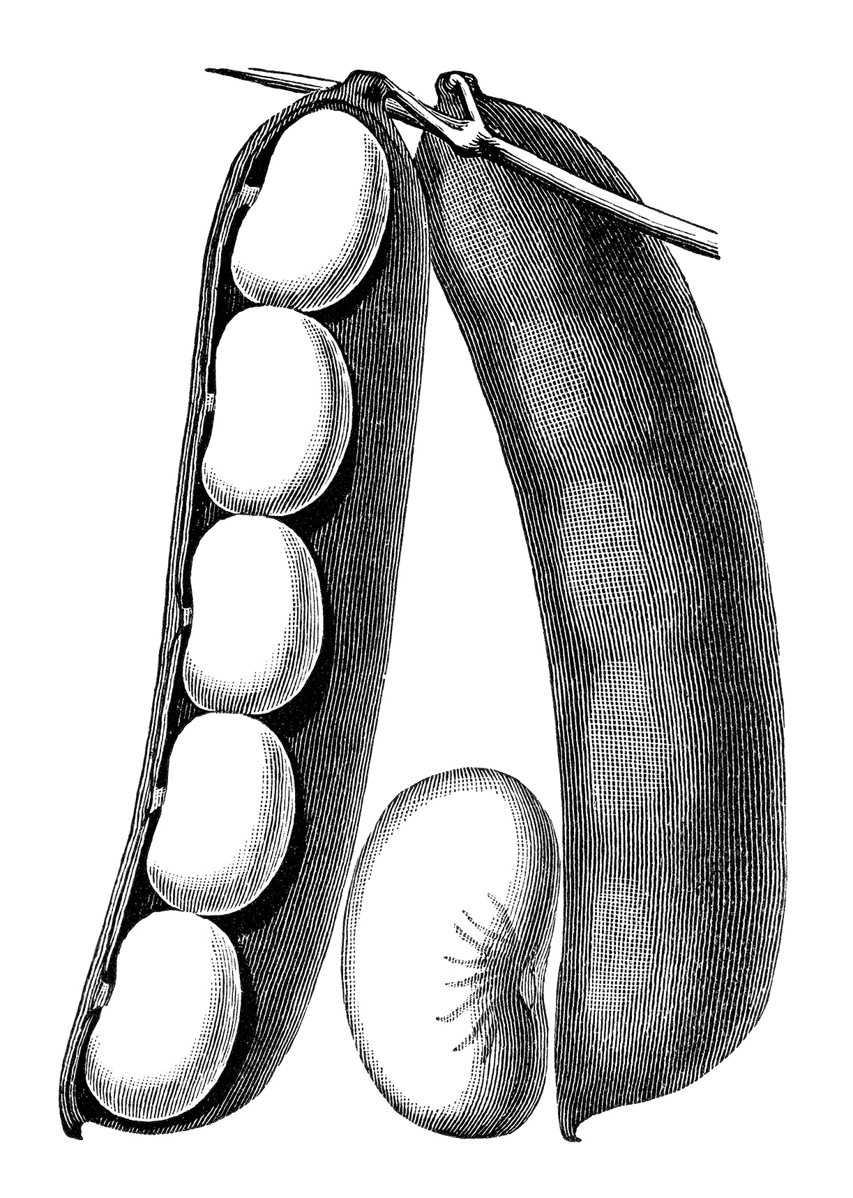 1223x1718 Beans Clipart Pod