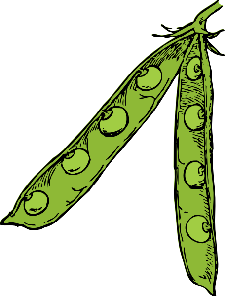 456x600 Pea Pod Clip Art
