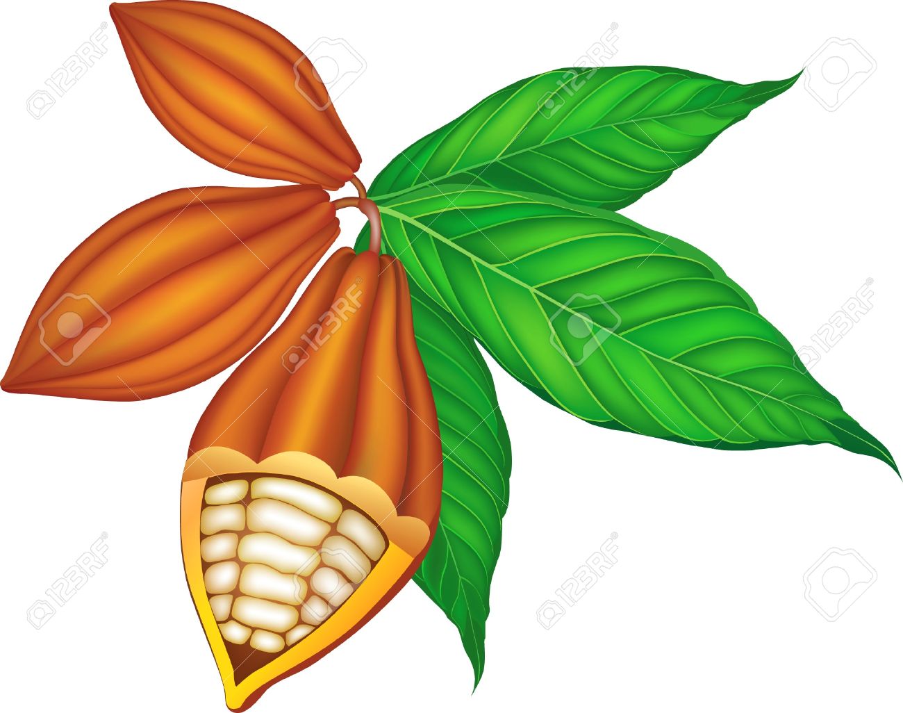 1300x1026 Bean Pod Fruit Clipart