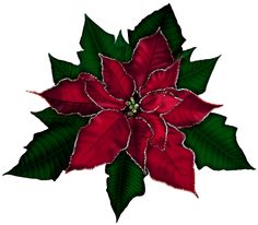 236x206 Free Clip Art Borders Poinsettia Christmas Poinsettia Flower