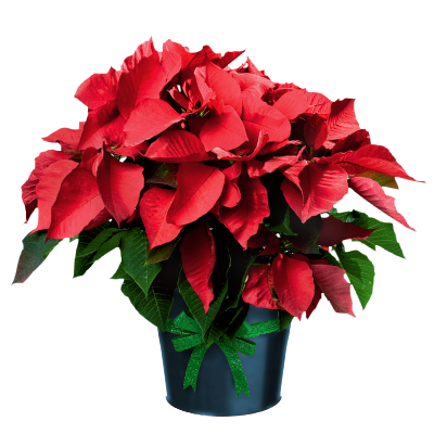 400x400 Pot Plant Clipart Poinsettia Plant