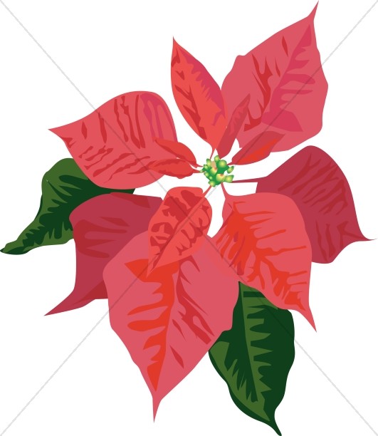 531x612 Poinsettia Bloom Traditional Christmas Decoration Clipart