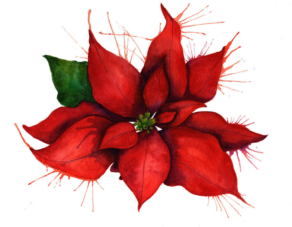 1013x788 Poinsettia By Faith Giver