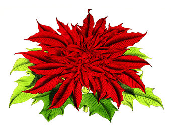 340x270 Poinsettia Clipart Etsy
