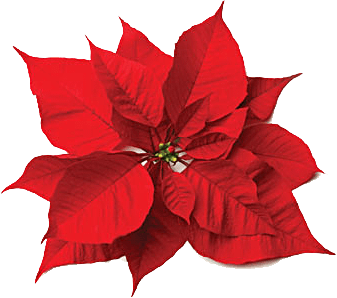 337x298 Poinsettia Clipart Beautiful Christmas