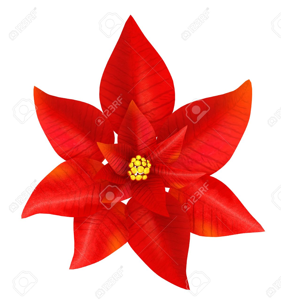 1197x1300 Poinsettia Clipart Flowering Plant