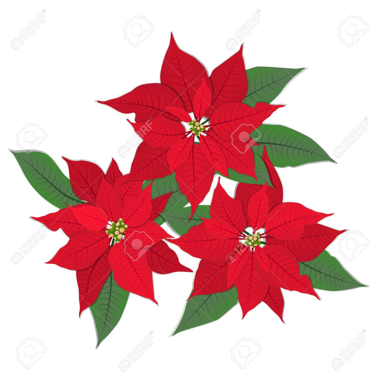1300x1300 Red Christmas Flower Poinsettia. Isolated On White. Vector Eps