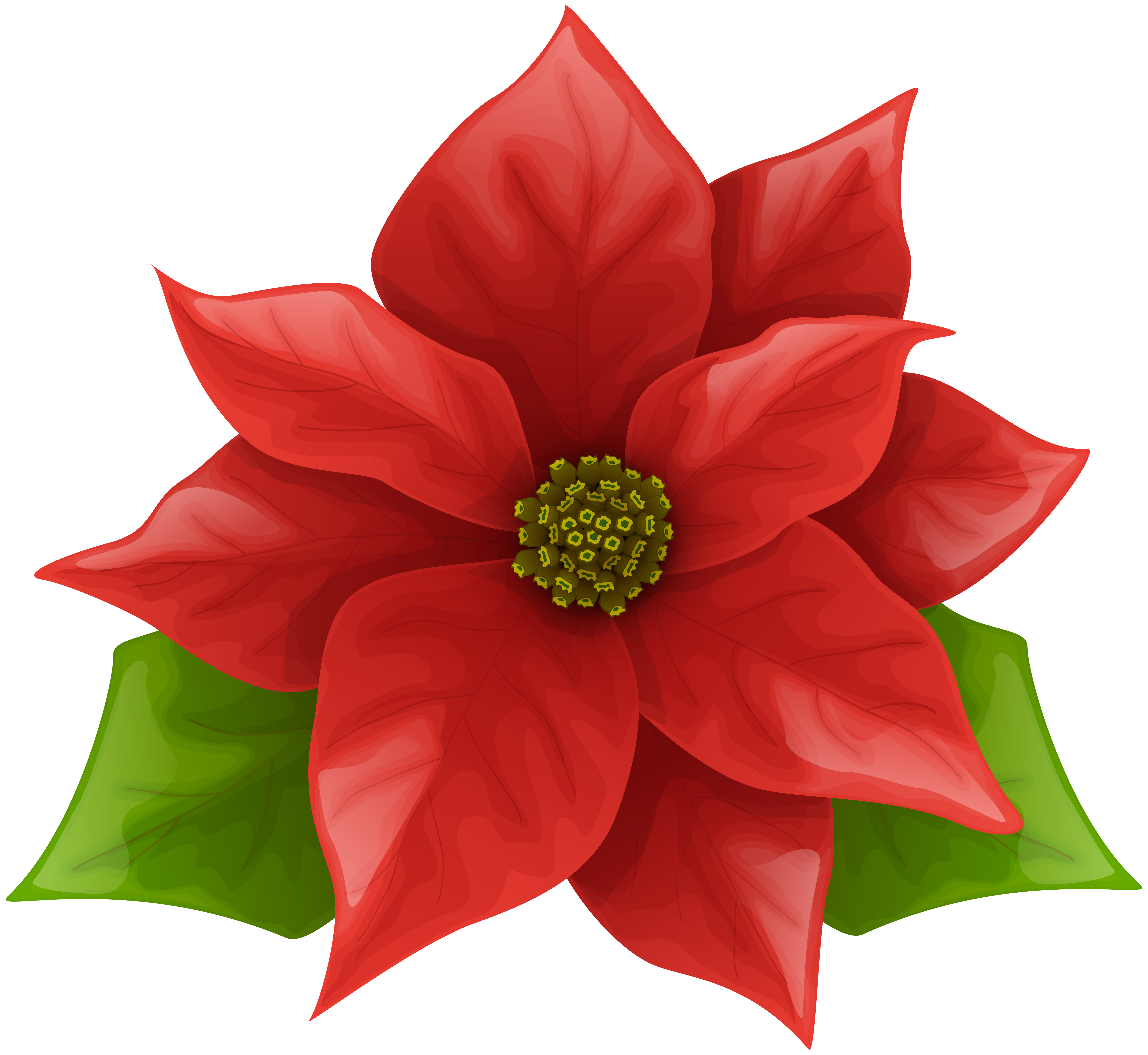 8000x7355 Poinsettia Clipart Free