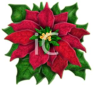 300x283 Christmas Poinsettia Flower