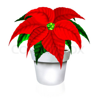 320x320 Christmas Poinsettia Flower Stock Photo Colourbox