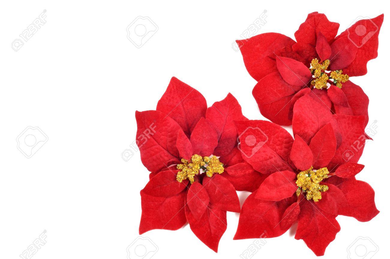 1300x863 Christmas Flower Poinsettia On A White Background Stock Photo