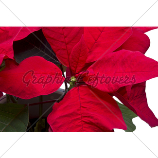 325x325 Christmas Flower Poinsettia Gl Stock Images
