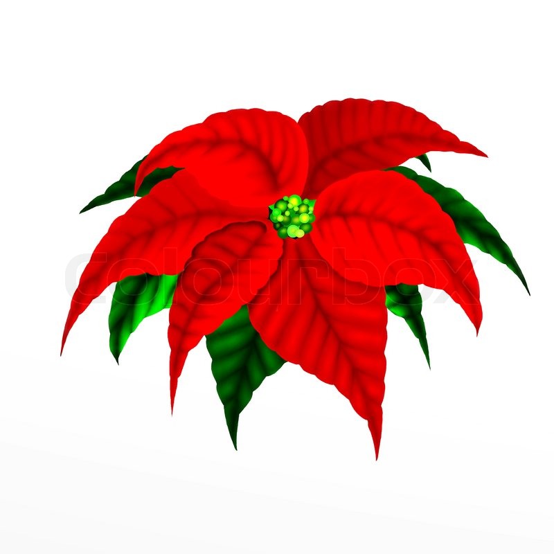 800x800 Christmas Poinsettia Flower Stock Photo Colourbox