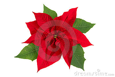 400x267 Free Images Of Poinsettia Flowers