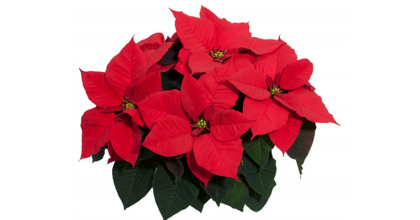 600x315 Interesting Information About Popular Poinsettia