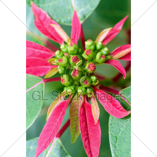 500x500 Leaves And Flower Of Poinsettia Gl Stock Images