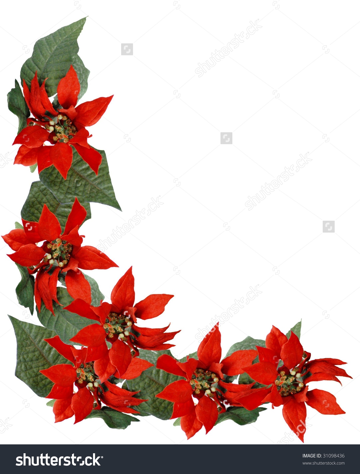 Poinsettia Flower Pictures | Free download on ClipArtMag