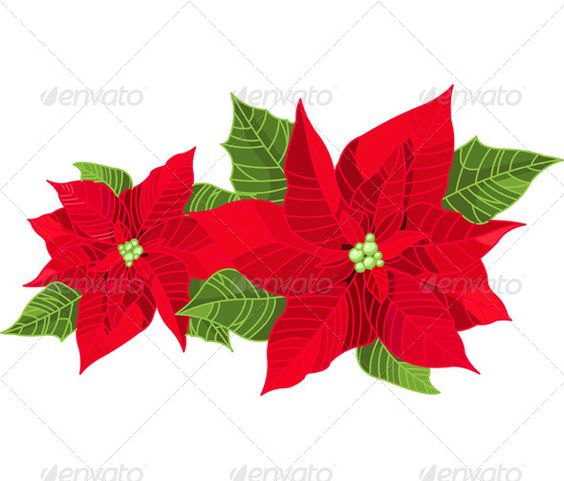 564x481 Poinsettia Flower Poinsettia Flower, Font Logo And Fonts