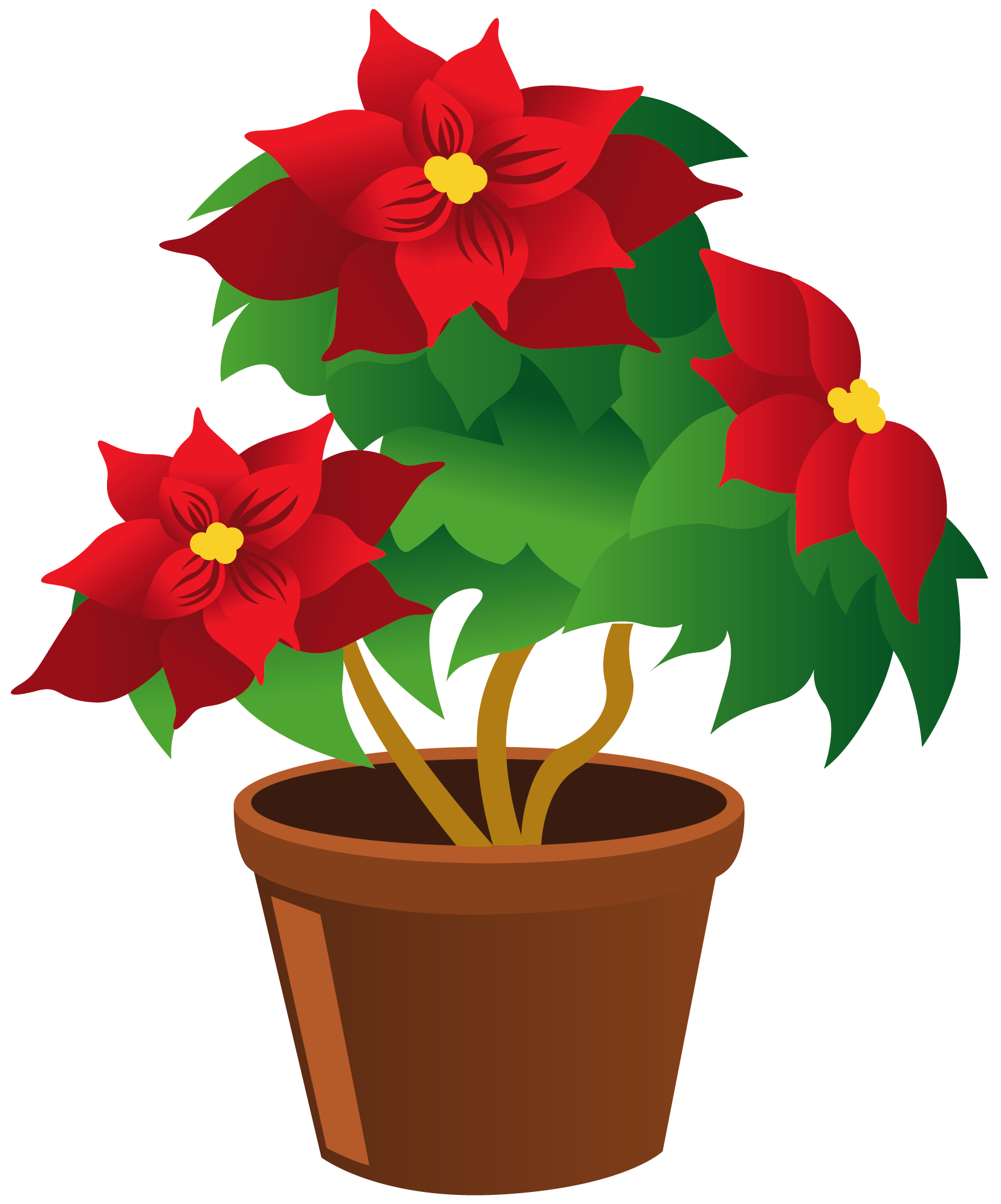 1656x1992 Poinsettia Flower Pictures