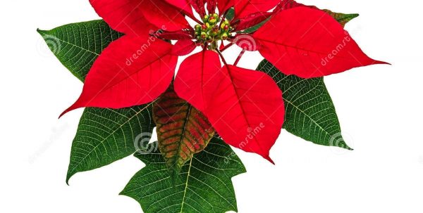 600x303 Poinsettia Flower Stock Photo. Image Of Petals, Nature 35897048